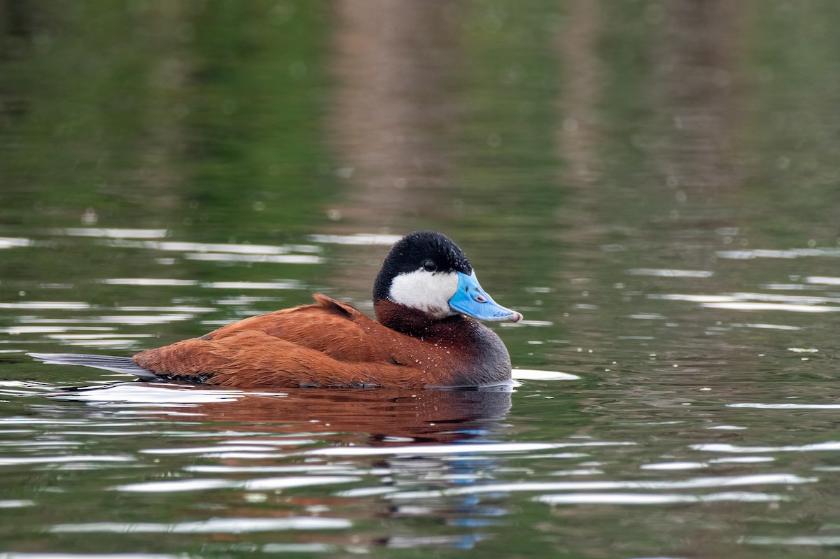 Американская савка - ML645482852