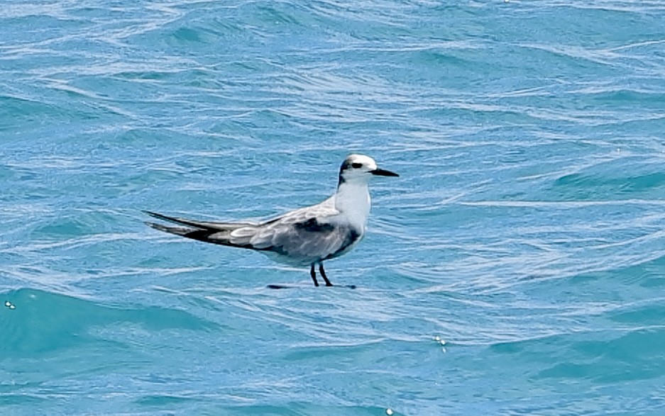 Aleutian Tern - ML645482859