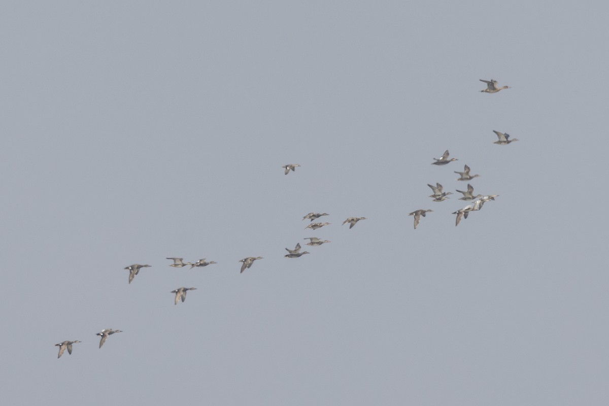 Серая утка - ML645482861