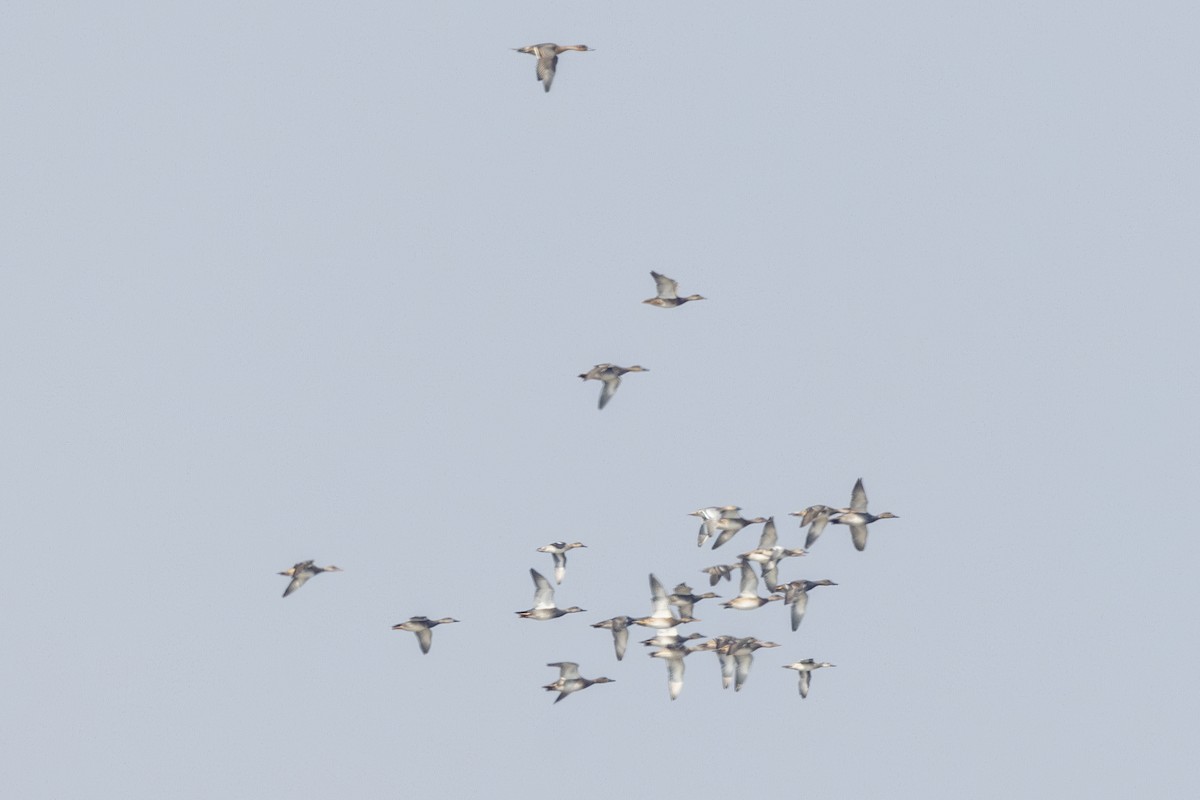 Серая утка - ML645482862