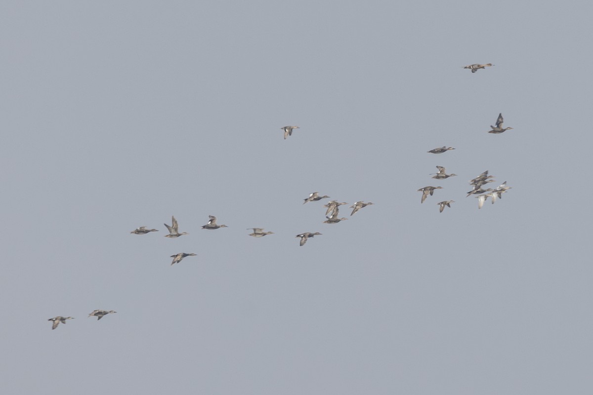 Серая утка - ML645482864