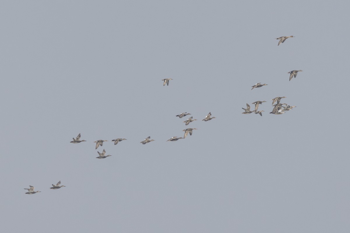 Серая утка - ML645482865