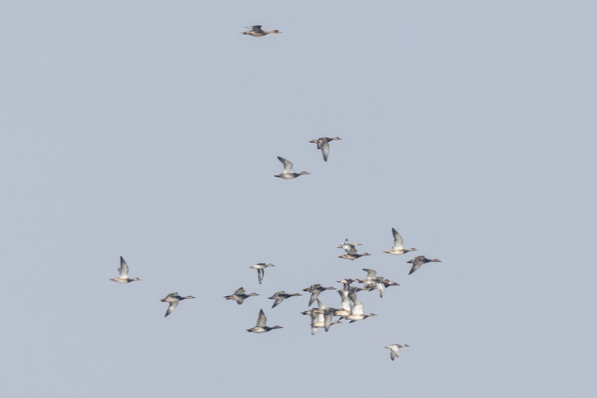 Серая утка - ML645482866