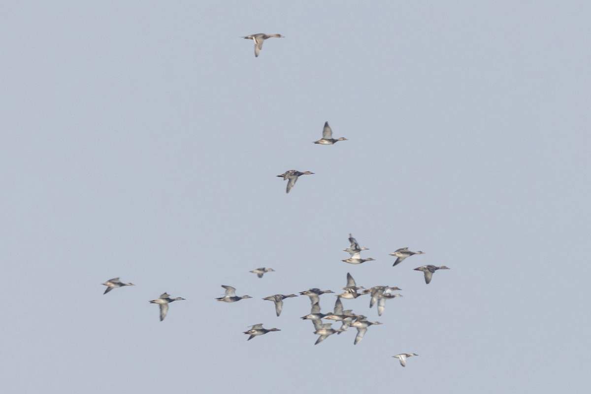 Серая утка - ML645482867