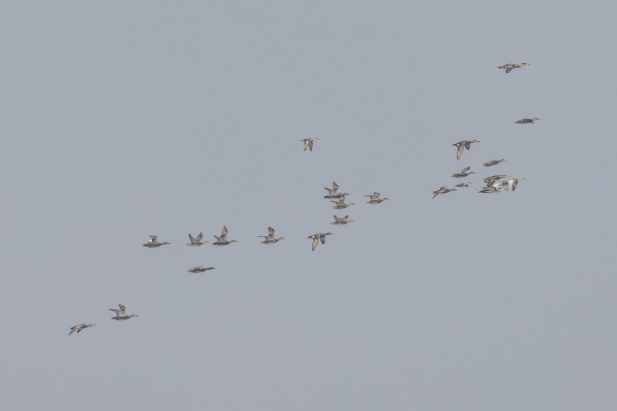 Серая утка - ML645482868