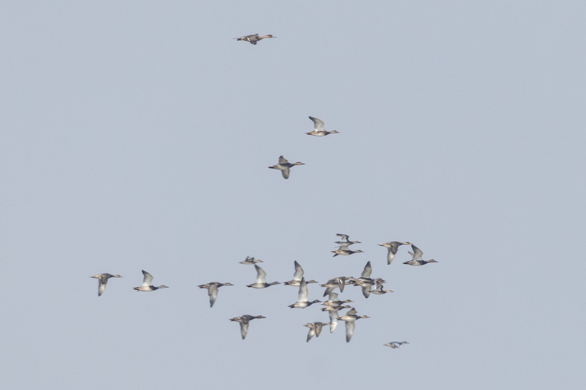 Серая утка - ML645482869