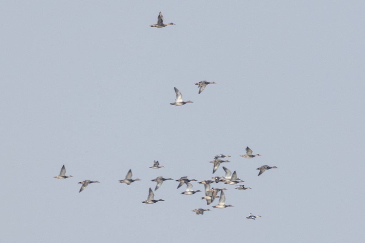 Серая утка - ML645482870