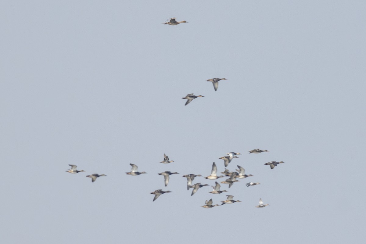 Серая утка - ML645482871