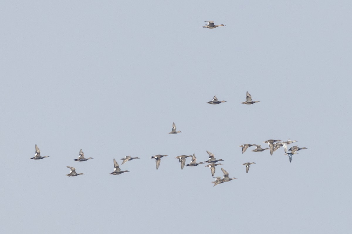 Серая утка - ML645482872