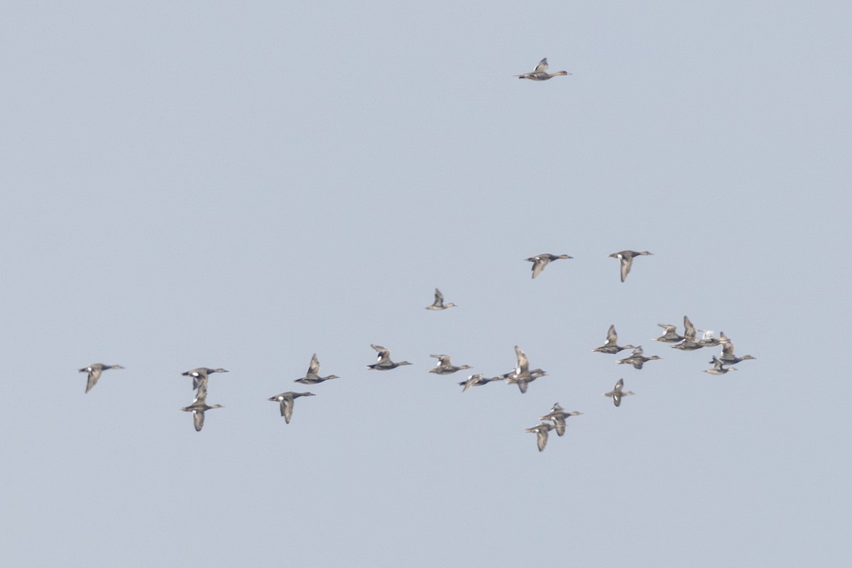 Серая утка - ML645482873