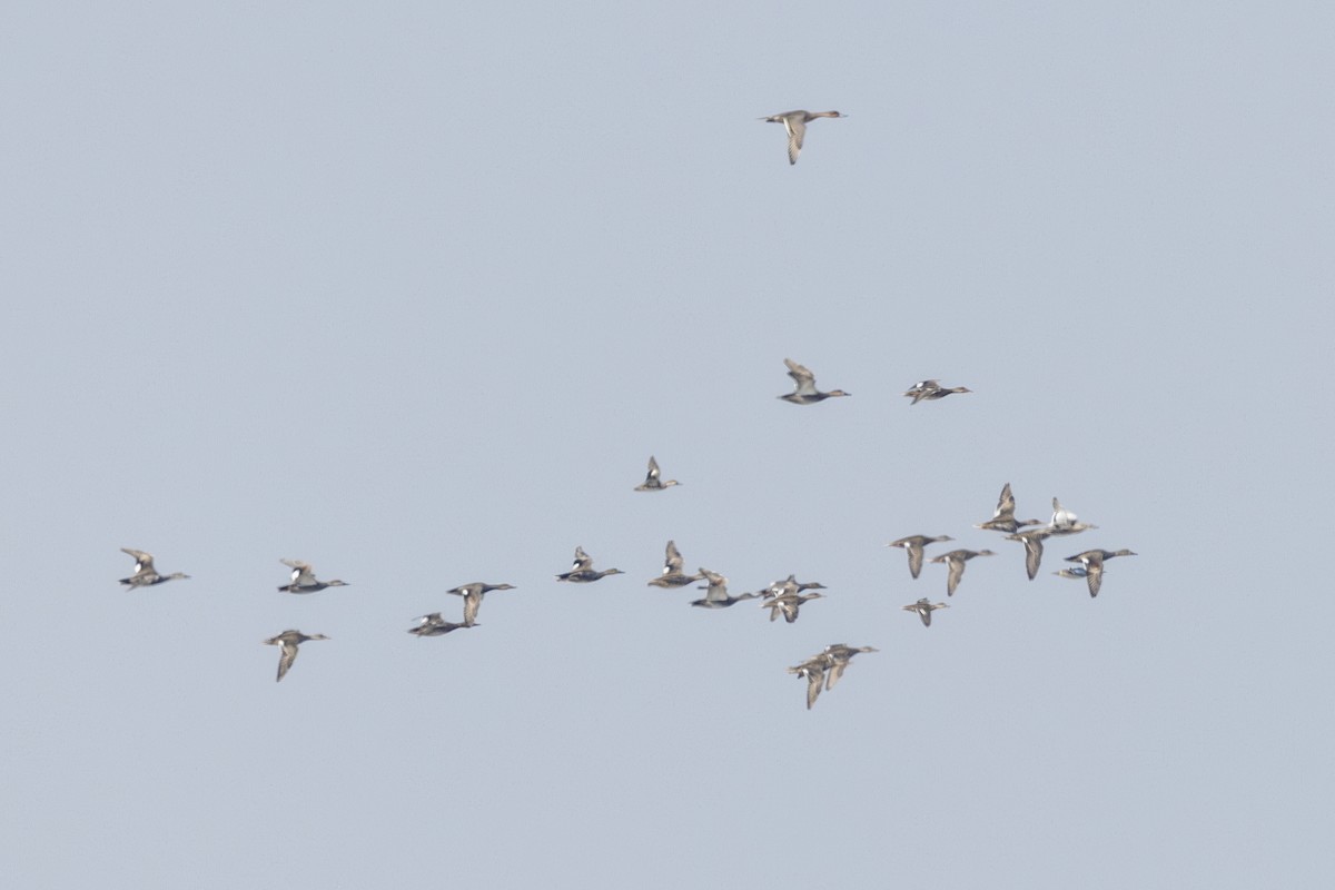 Серая утка - ML645482874