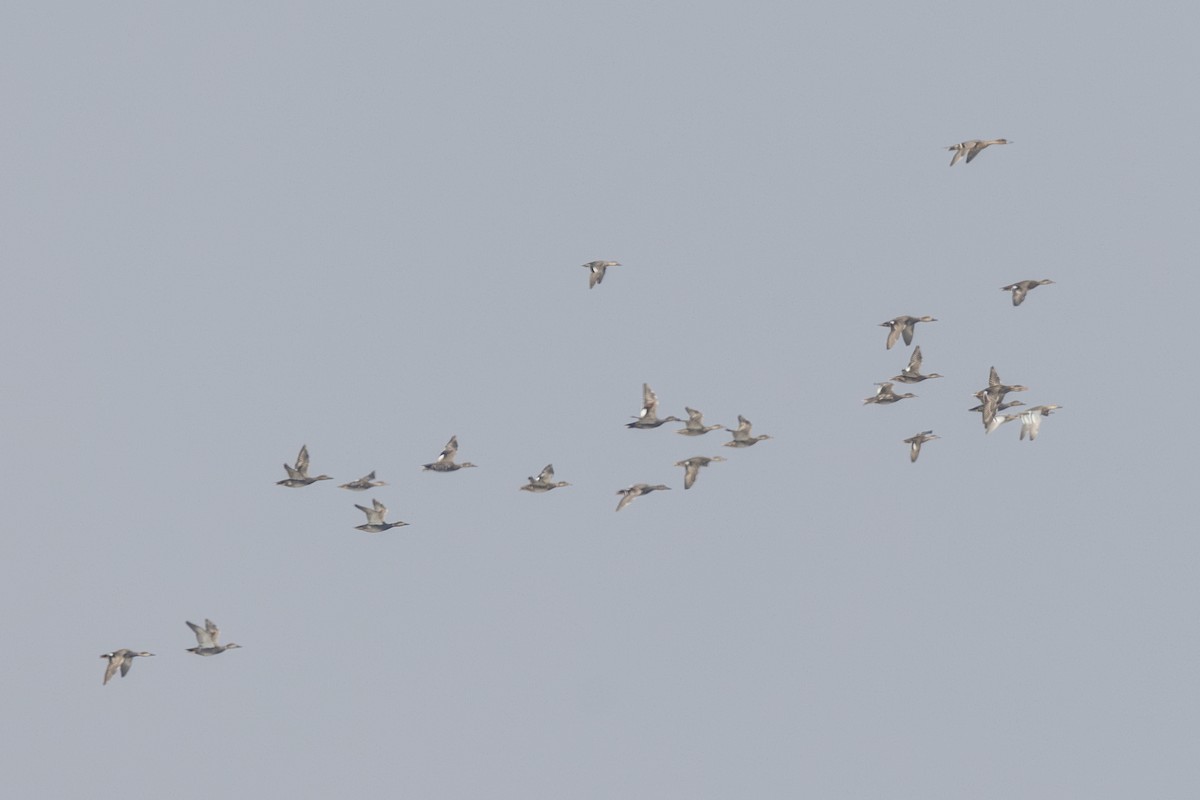 Серая утка - ML645482875