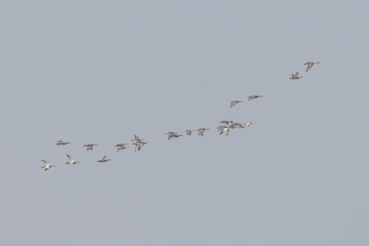 Серая утка - ML645482876