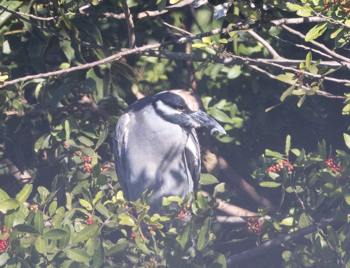 Yellow-crowned Night Heron - ML645482889