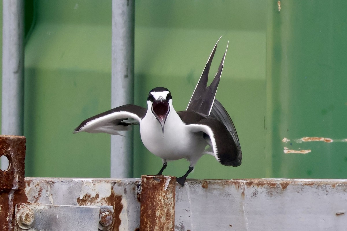 Sooty Tern - ML645482891