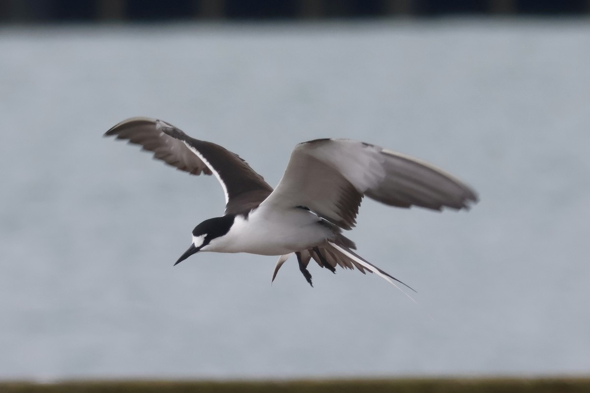 Sooty Tern - ML645482892