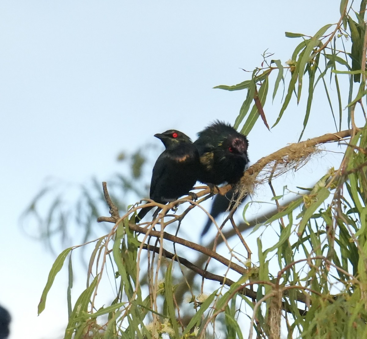 Metallic Starling - ML645482902
