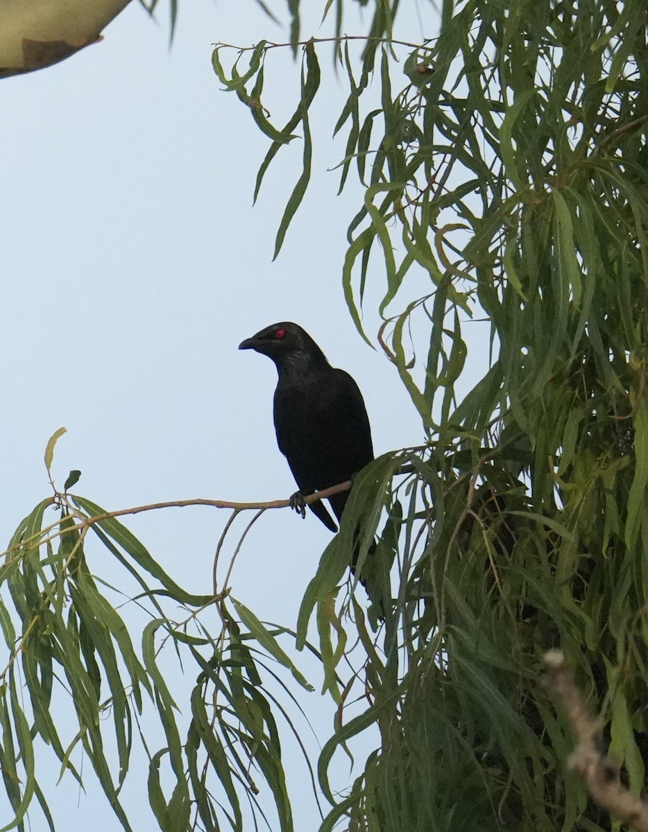 Metallic Starling - ML645482903