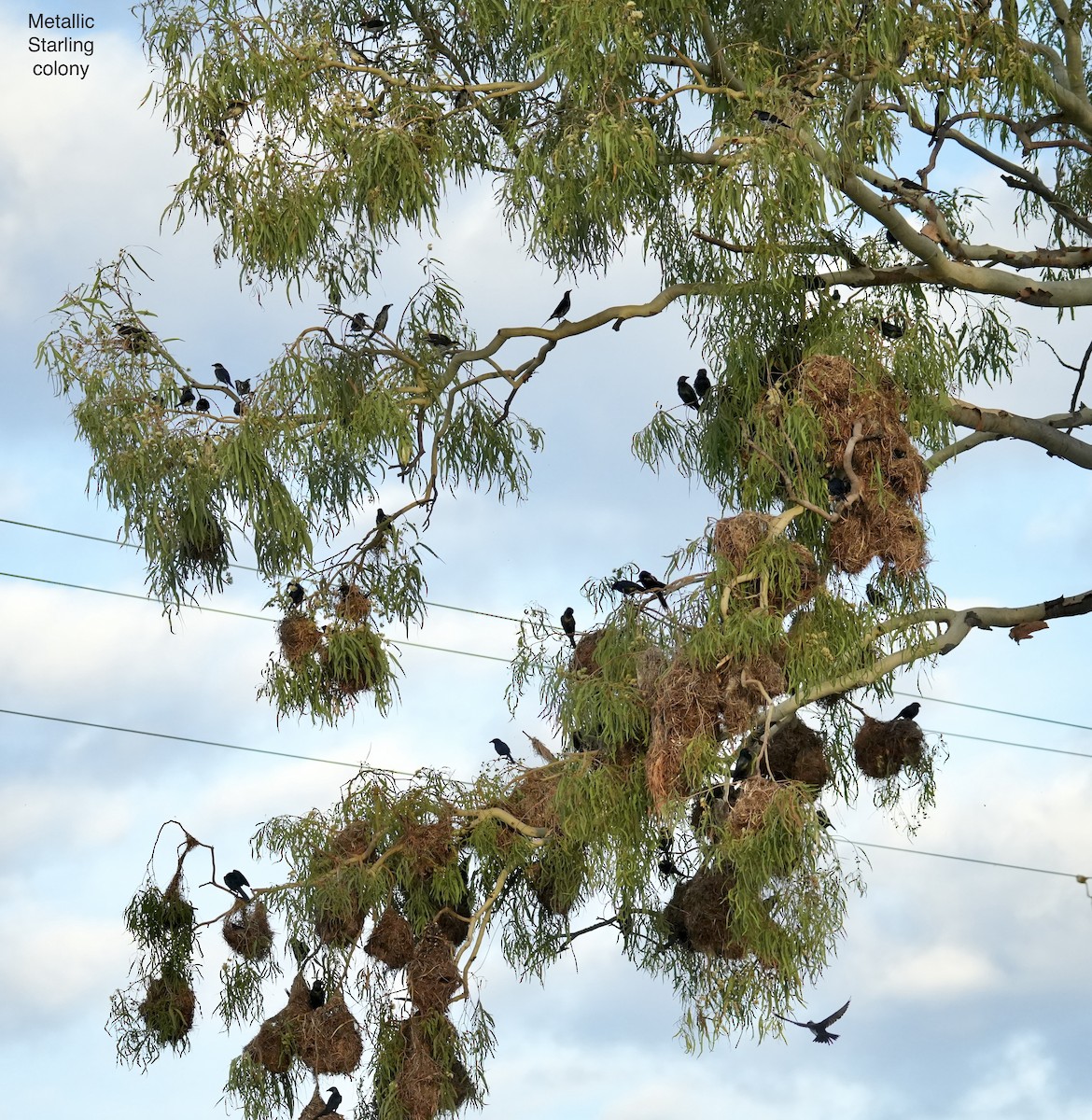 Metallic Starling - ML645482904