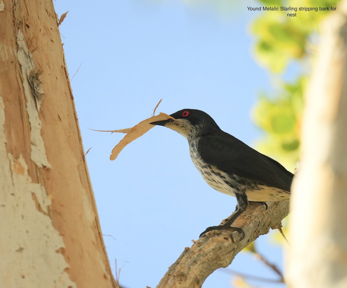 Metallic Starling - ML645482906