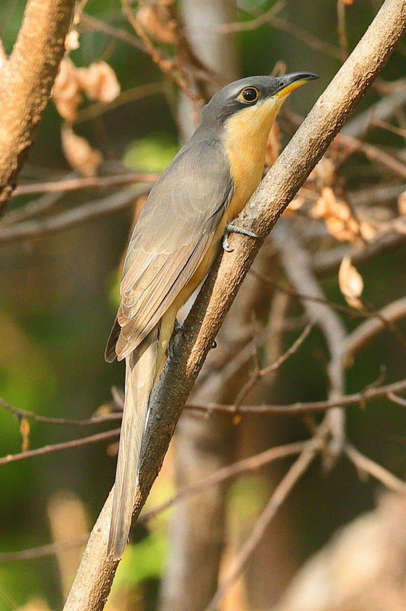 Mangrove Cuckoo - ML645482912