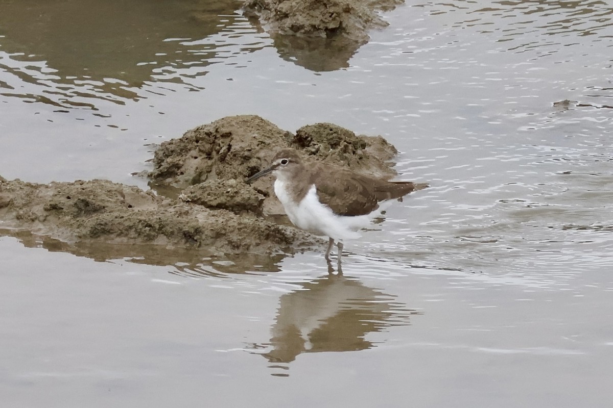 Common Sandpiper - ML645482913