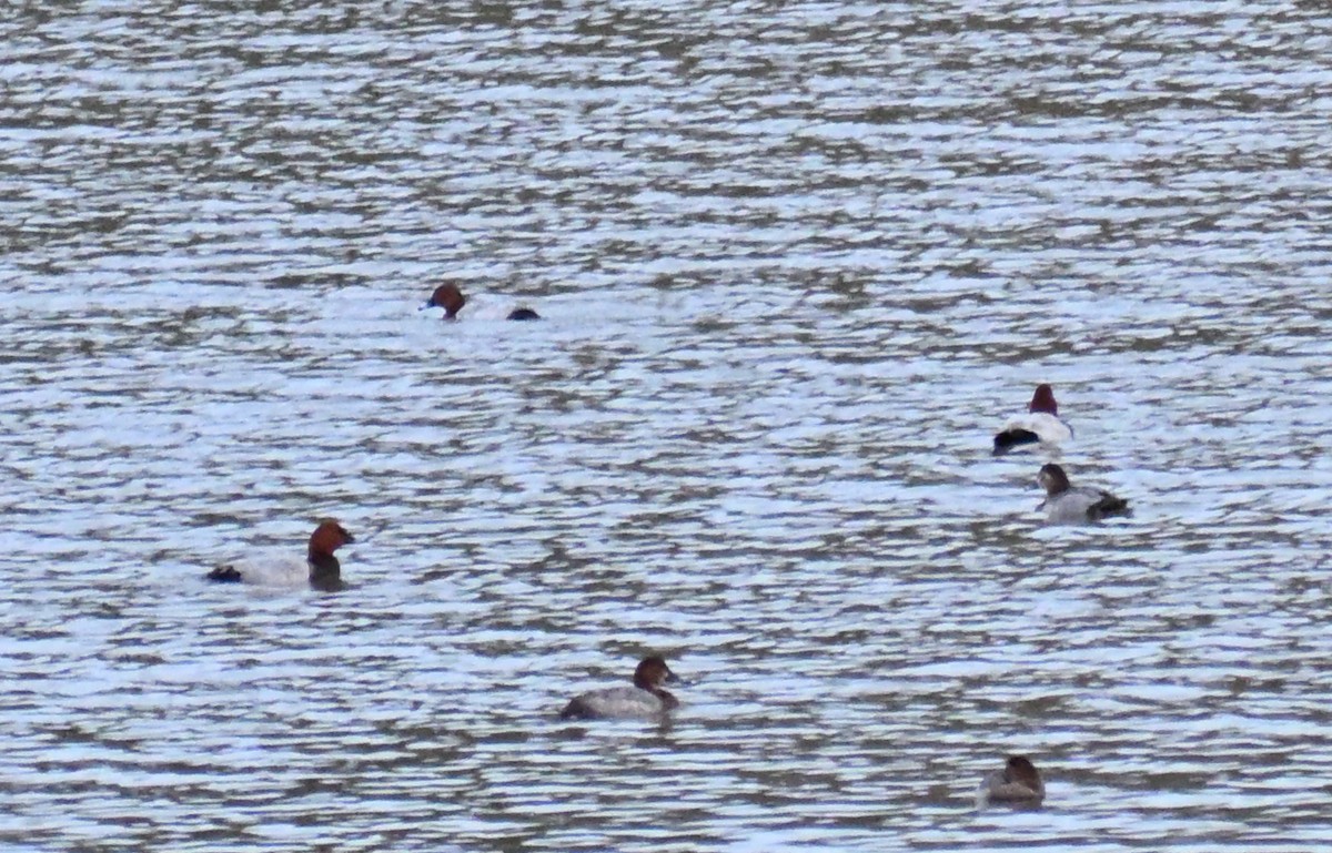 Common Pochard - ML645482914