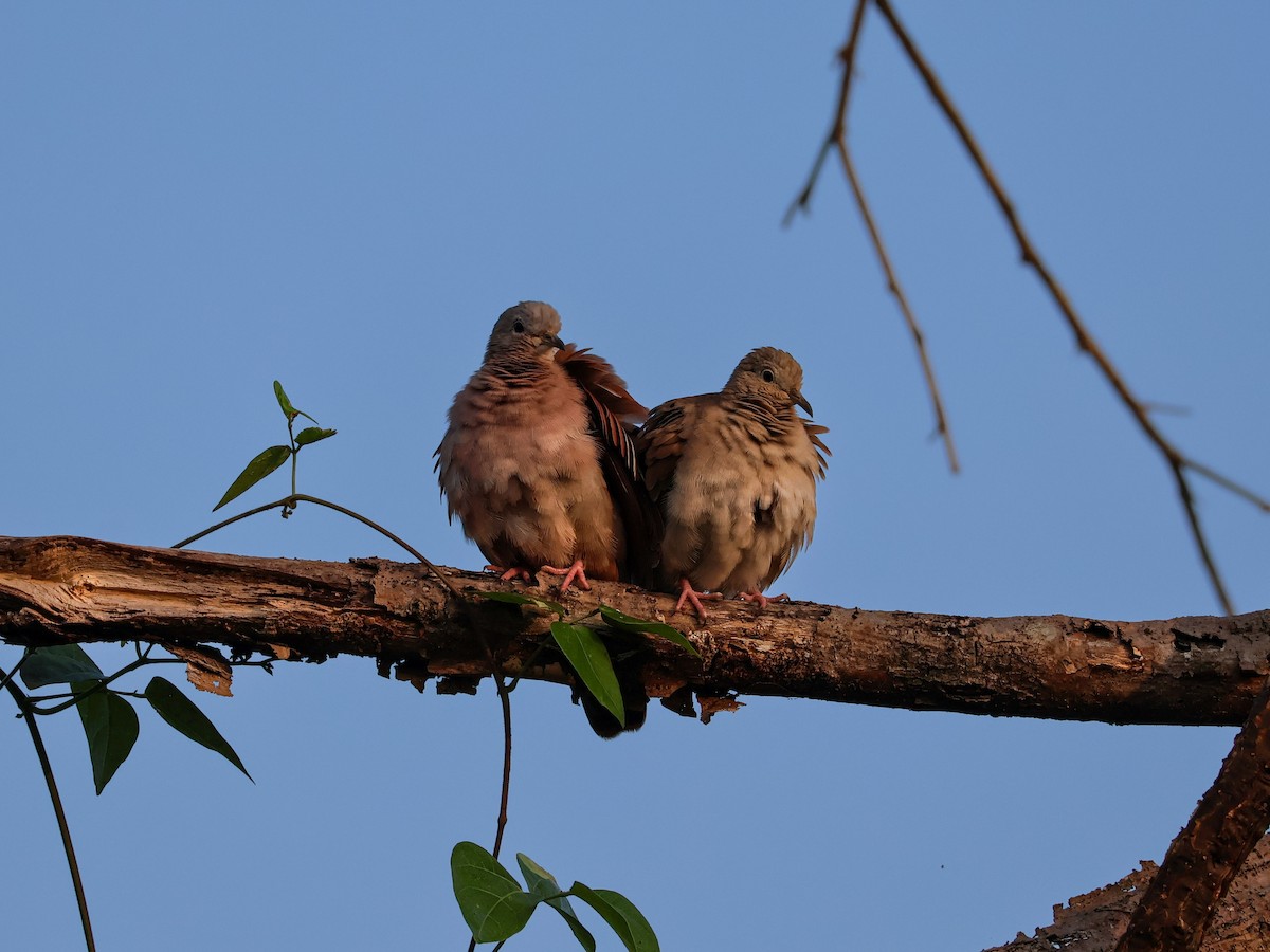 Ruddy Ground Dove - ML645482925