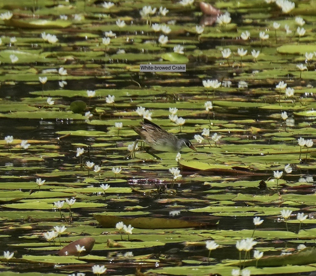 White-browed Crake - ML645482928