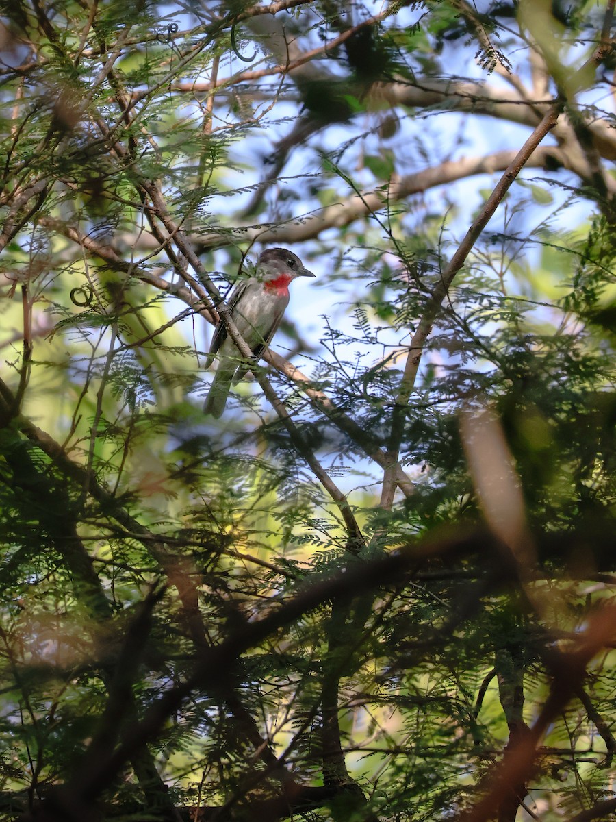 Rose-throated Becard - ML645482930