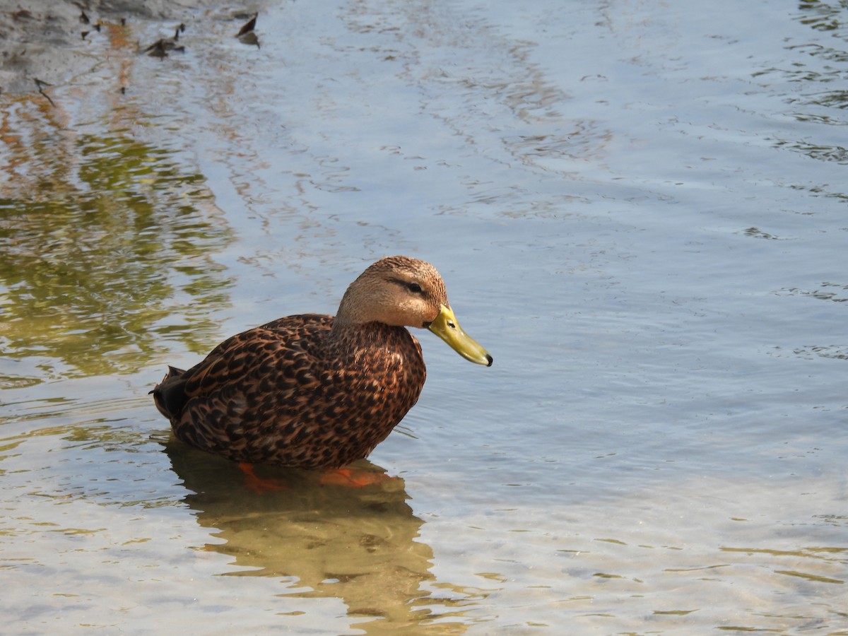 Mottled Duck (Gulf Coast) - ML645482931