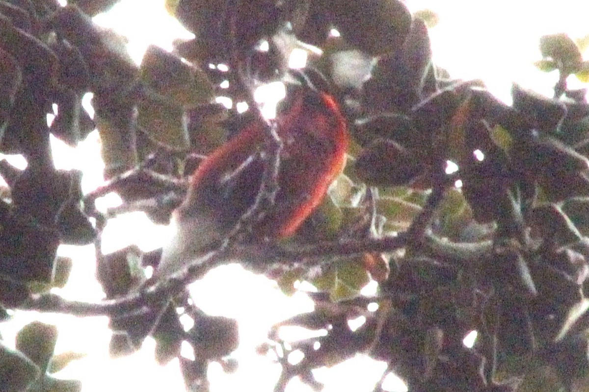 Apapanekleidervogel - ML645482932