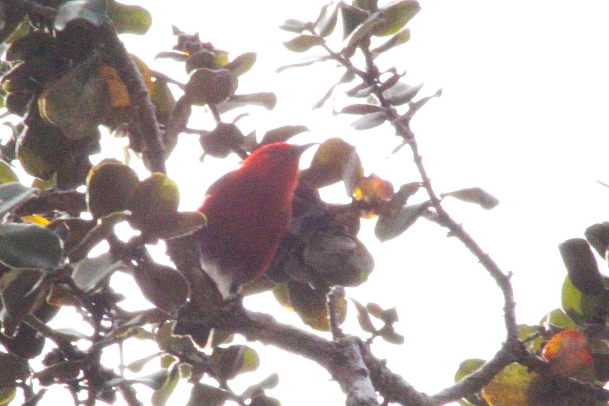 Apapanekleidervogel - ML645482933