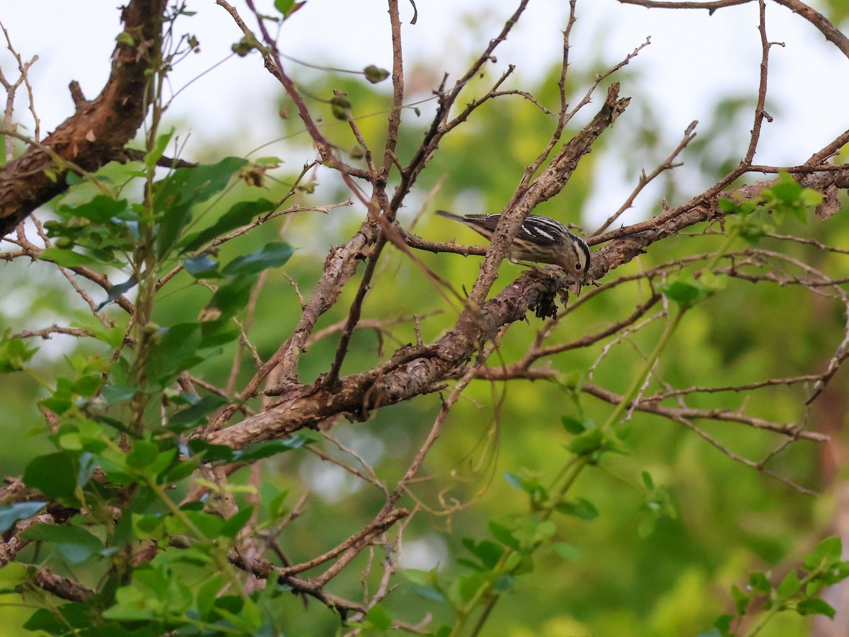Black-and-white Warbler - ML645482939