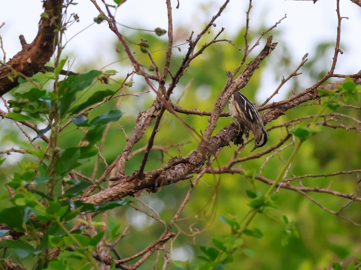 Black-and-white Warbler - ML645482940