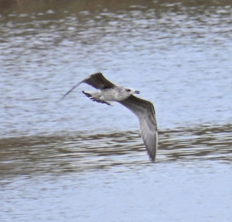 Mediterranean Gull - ML645482941