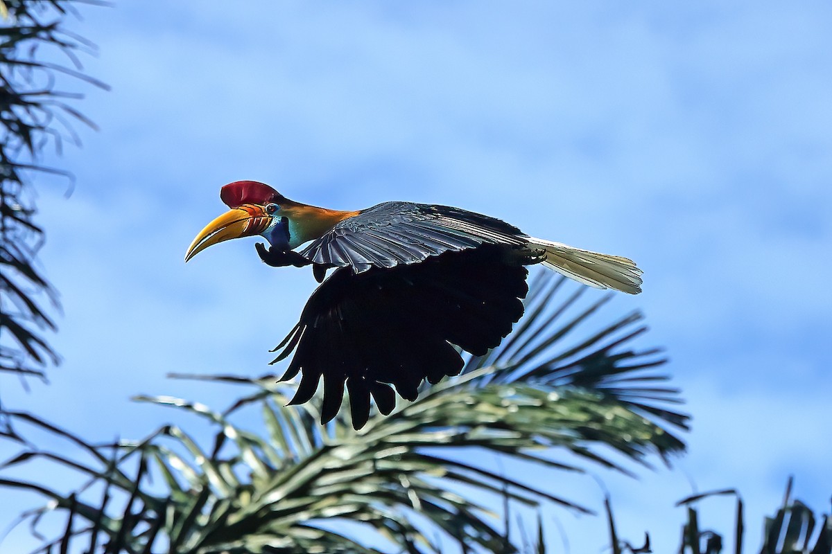 Knobbed Hornbill - ML645482942