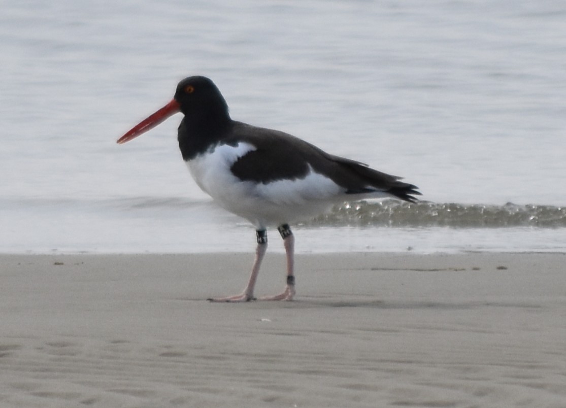American Oystercatcher - ML645482944