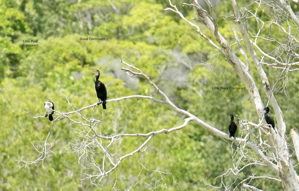 Little Black Cormorant - ML645482947