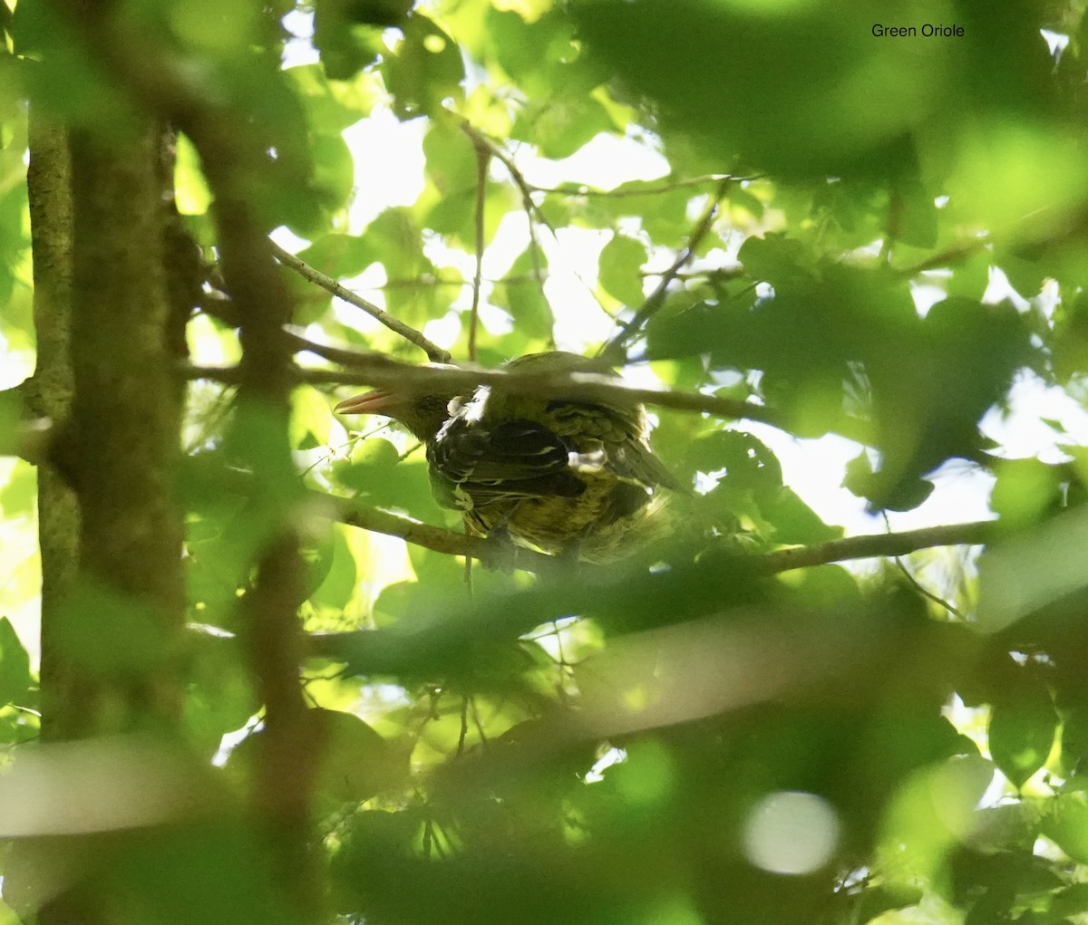 Green Oriole - ML645482948