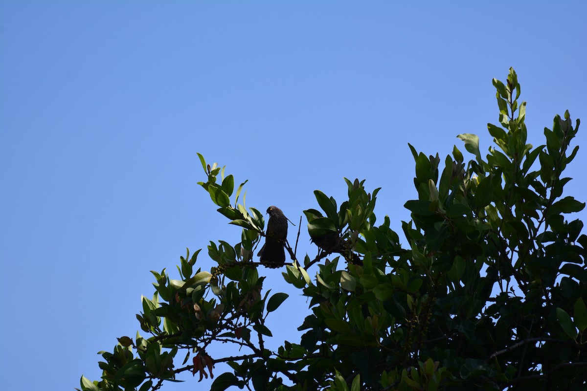 Bare-faced Go-away-bird - ML645482949