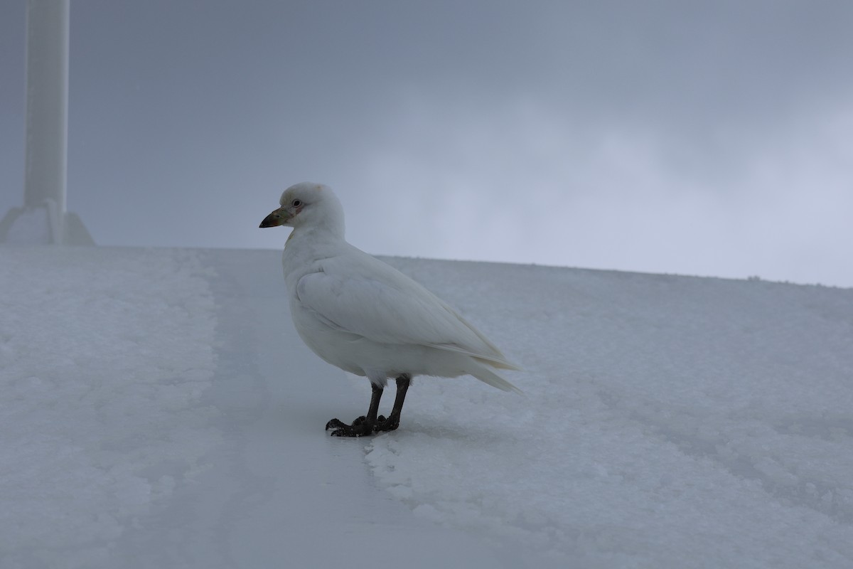 Snowy Sheathbill - ML645482953