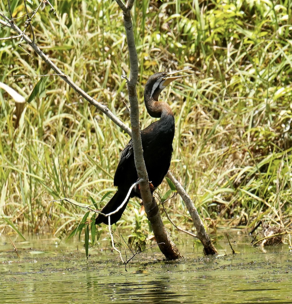 Australasian Darter - ML645482955