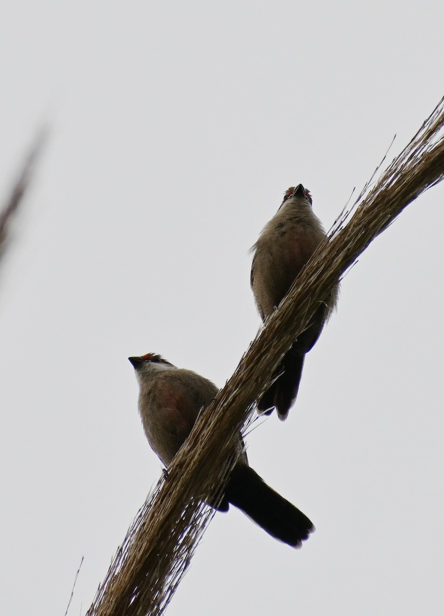 Common Waxbill - ML645482956