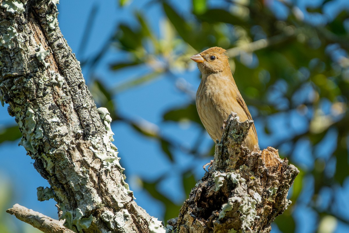 Indigo Bunting - ML645482959