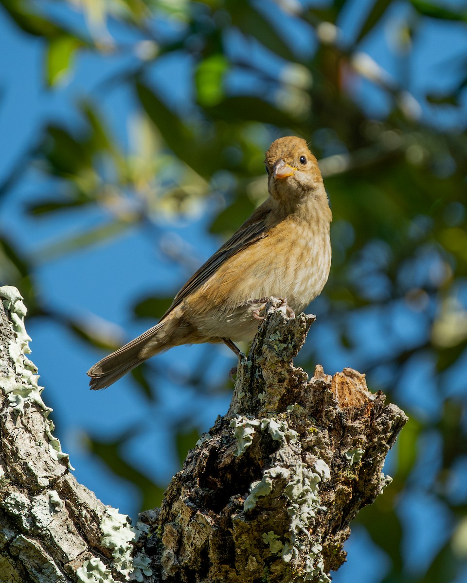 Indigo Bunting - ML645482960