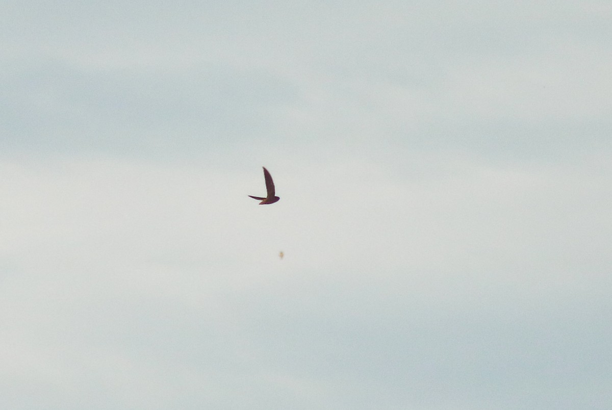 Short-tailed Swift - ML645482961