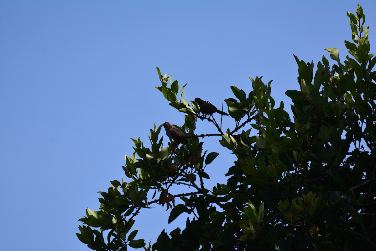 Бурая дроздовка - ML645482962