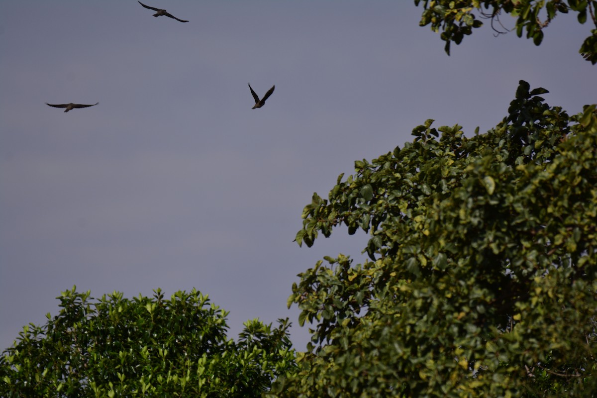 Масковый бананоед - ML645482963