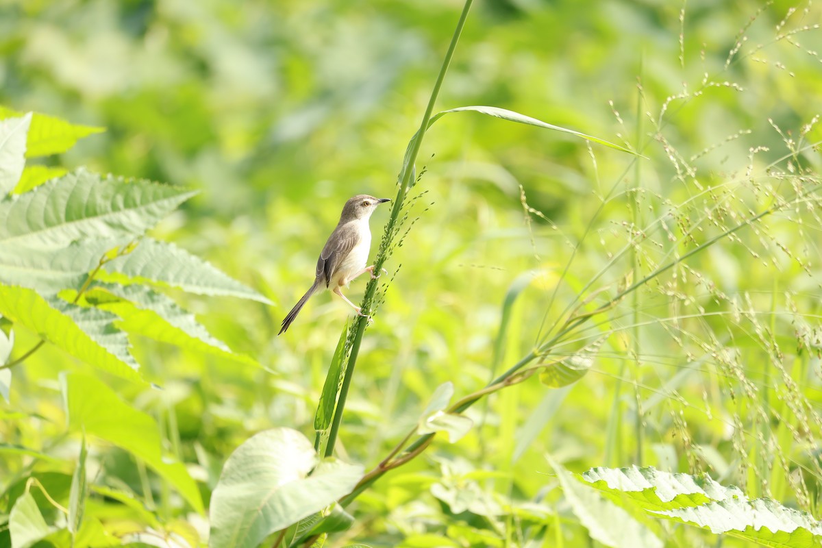 Буроголовая приния - ML645482964